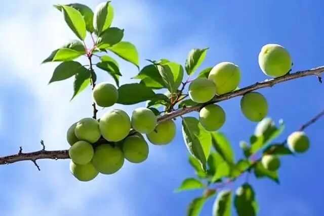 揭陽(yáng)普寧：新產(chǎn)品搶占新賽道，小青梅成助農(nóng)增收“致富果”