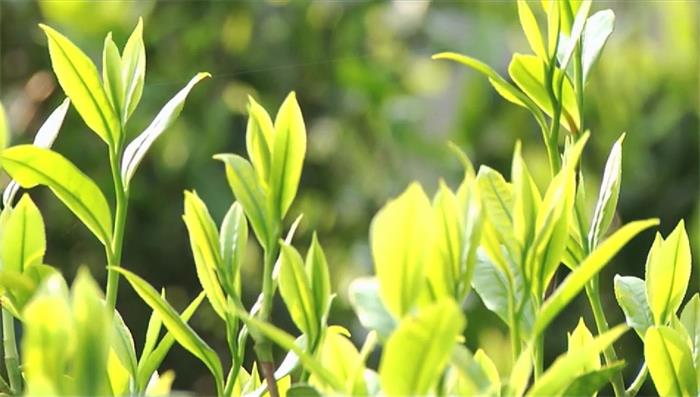 潮汕文學(xué)院的大潮汕文化“同題十詞牌系列”之三【潮汕工夫茶】